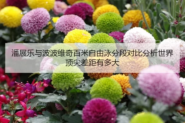 潘展乐与波波维奇百米自由泳分段对比分析世界顶尖差距有多大
